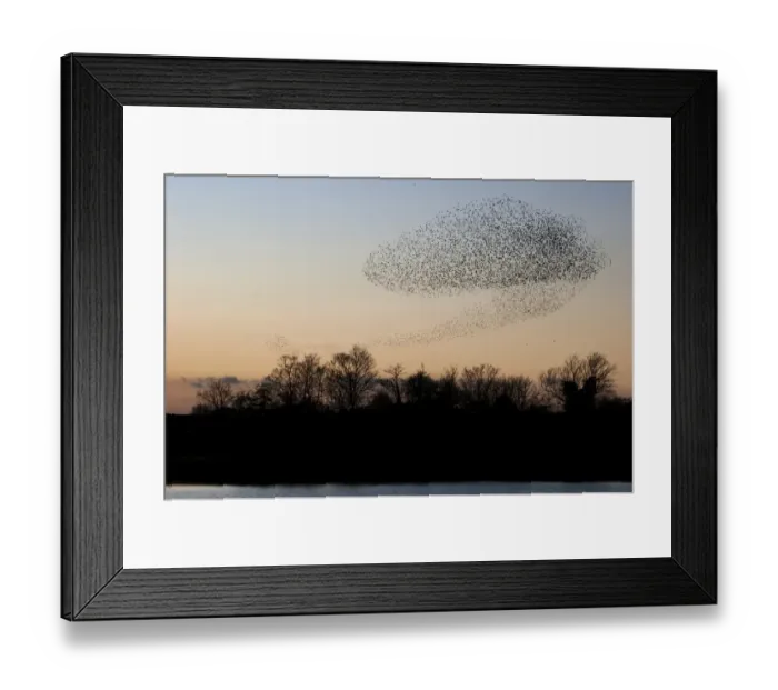 Framed Print : Common Starling (Sturnus vulgaris) flock, in roosting flight over lake and woodland at sunset, Faversham, Kent