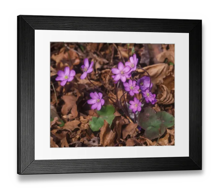 Framed Print : Flower - Liverwort (Anemone hepatica) Close-up of clump in flower / dead leaves Framed Print : Flower - Liverwort (Anemone hepatica) Close-up of clump in flower / dead leaves