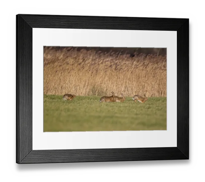 Framed Print : European Hare (Lepus europaeus) four adults, running, males chasing female in field, Suffolk, England, january Framed Print : European Hare (Lepus europaeus) four adults, running, males chasing female in field, Suffolk, England, january