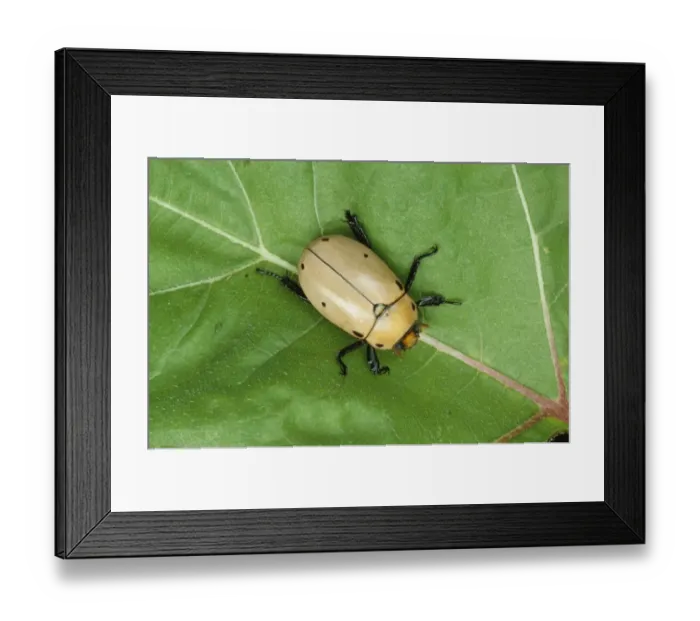 Framed Print : Grapevine Beetle (Pelidnota punctata) adult, resting on leaf, U. S. A Framed Print : Grapevine Beetle (Pelidnota punctata) adult, resting on leaf, U. S. A
