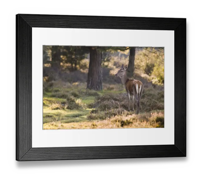 Framed Print : Red Deer (Cervus elaphus) hind, standing in heather amongst pine trees, New Forest, Hampshire, England, october Framed Print : Red Deer (Cervus elaphus) hind, standing in heather amongst pine trees, New Forest, Hampshire, England, october