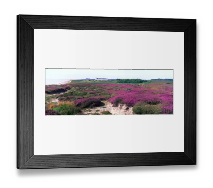 Framed Print : Bell Heather (Erica cinera) Dunwich, Suffolk