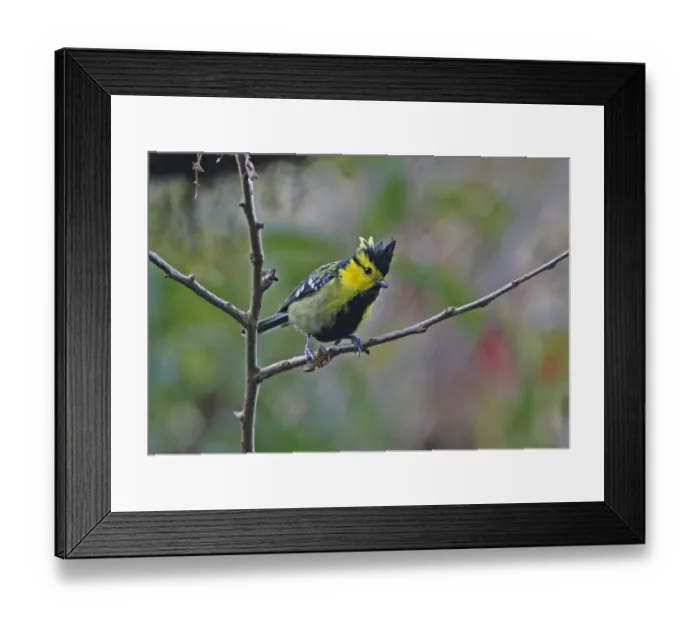 Framed Print : Yellow-cheeked Tit (Parus spilonotus spilonotus) adult male, perched on twig, Eaglenest Wildlife Sanctuary