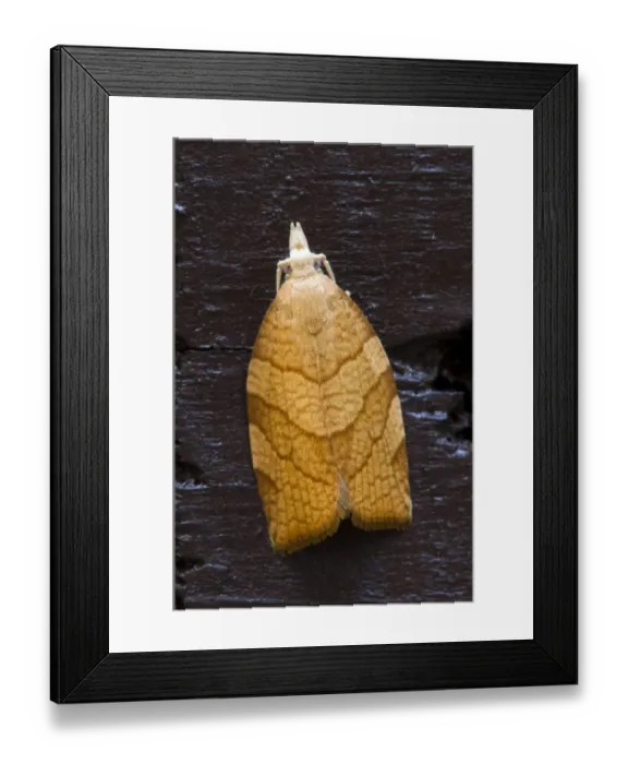 Framed Print : Chequered Fruit-tree Tortrix (Pandemis corylana) adult, resting on fence in garden, Belvedere, Bexley, Kent, England Framed Print : Chequered Fruit-tree Tortrix (Pandemis corylana) adult, resting on fence in garden, Belvedere, Bexley, Kent, England