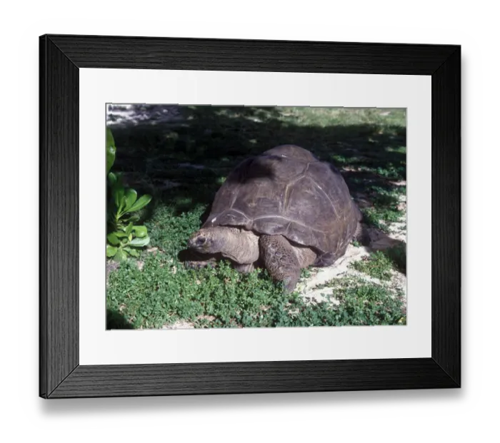 Framed Print : Tortoise Aldabra Giant Land(Geochelonia gigantea) Esmeralda, weight 298kg, Bird Island Framed Print : Tortoise Aldabra Giant Land(Geochelonia gigantea) Esmeralda, weight 298kg, Bird Island