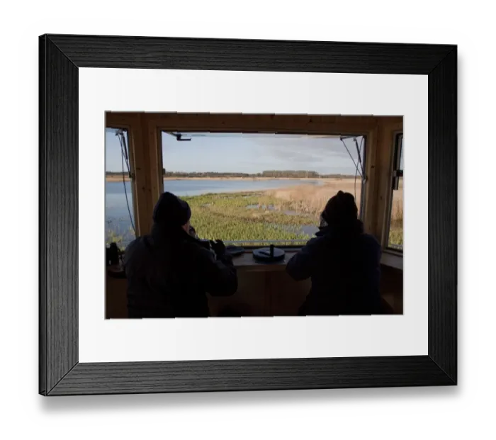 Framed Print : The New Island Mere hide at RSPB Minsmere, birdwatchers looking west over reed beds Framed Print : The New Island Mere hide at RSPB Minsmere, birdwatchers looking west over reed beds