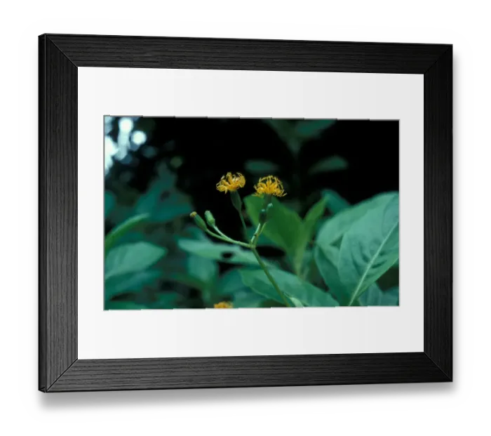 Framed Print : Gynura sechellensis from the Seychelles used to treat colds Framed Print : Gynura sechellensis from the Seychelles used to treat colds