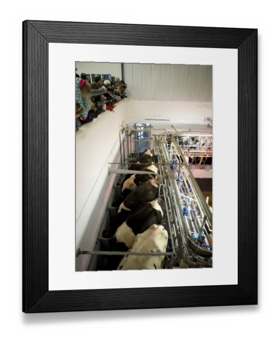 Framed Print : Dairy farming, milking parlour with Holstein Friesian cows, with children on school trip watching from viewing Framed Print : Dairy farming, milking parlour with Holstein Friesian cows, with children on school trip watching from viewing
