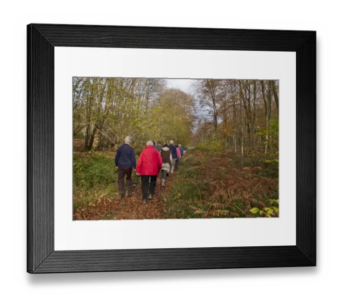 Framed Print : Group of walkers in woodland, near Eartham, West Sussex, England, november Framed Print : Group of walkers in woodland, near Eartham, West Sussex, England, november