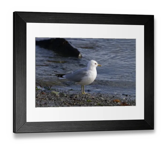 Framed Print : Common Gull on sea shore, early spring, Jura, Scotland