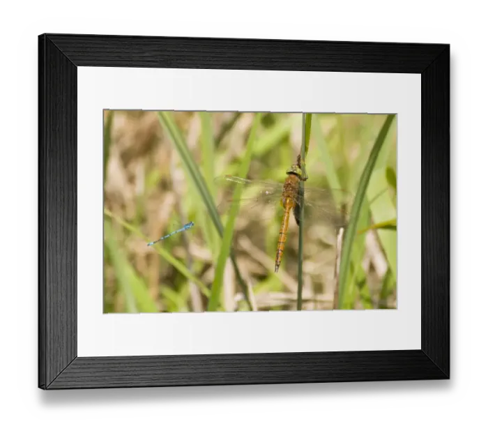 Framed Print : Norfolk Hawker (Aeshna isosceles) adult male, resting on reed, being attacked by Azure Damselfly (Coenagrion puella) Framed Print : Norfolk Hawker (Aeshna isosceles) adult male, resting on reed, being attacked by Azure Damselfly (Coenagrion puella)