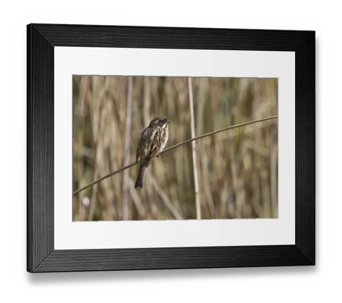 Framed Print : Female Reed Bunting, resting on reed, early spring Framed Print : Female Reed Bunting, resting on reed, early spring