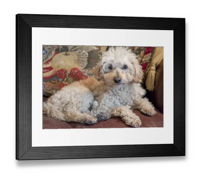 Framed Print : Domestic Dog, Miniature Poodle, elderly adult male, resting on sofa, England Framed Print : Domestic Dog, Miniature Poodle, elderly adult male, resting on sofa, England