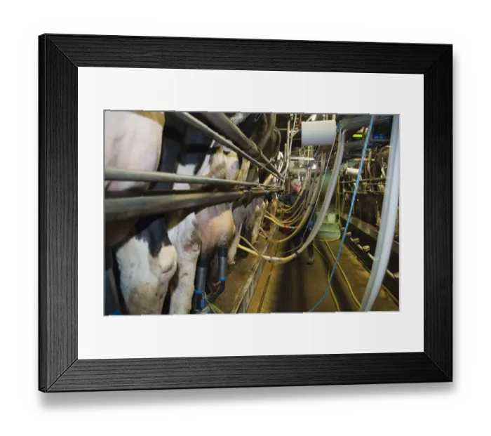 Framed Print : Dairy farming, 18:36 milking parlour with pedigree Holstein Friesian cows, three times per day milking, Dumfries Framed Print : Dairy farming, 18:36 milking parlour with pedigree Holstein Friesian cows, three times per day milking, Dumfries