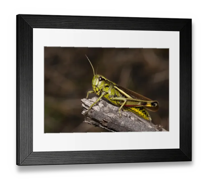 Framed Print : Large Marsh Grasshopper (Stethophyma grossum) adult, resting on twig, Crockford Bridge, New Forest, Hampshire, England Framed Print : Large Marsh Grasshopper (Stethophyma grossum) adult, resting on twig, Crockford Bridge, New Forest, Hampshire, England