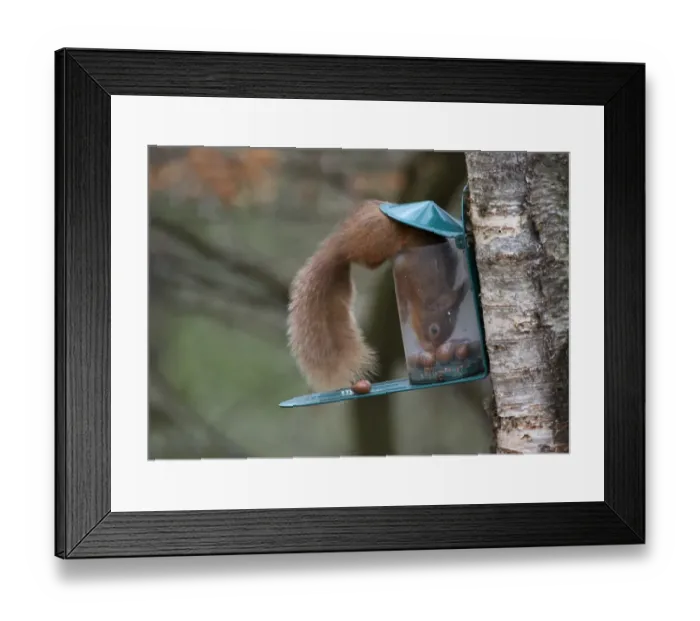 Framed Print : Eurasian Red Squirrel (Sciurus vulgaris) adult, feeding on hazelnuts at feeder, Dumfries and Galloway, Scotland, march