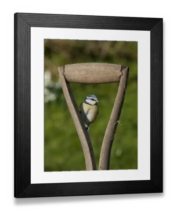 Framed Print : Blue Tit (Parus caeruleus) adult, perched on wooden spade handle, Whitewell, Lancashire, England, february