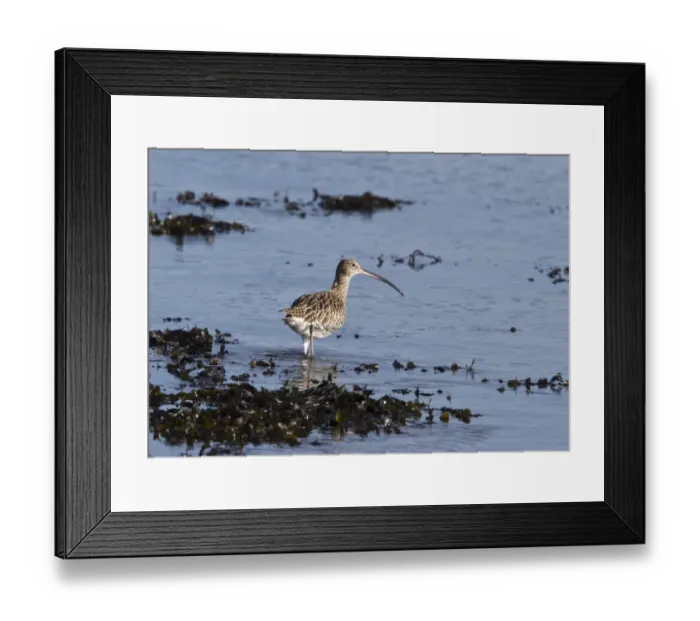 Framed Print : Eurasian Curlew on sea shore with sea weed, Islay Scotland Framed Print : Eurasian Curlew on sea shore with sea weed, Islay Scotland
