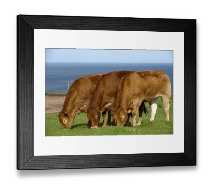 Framed Print : Domestic Cattle, Limousin heifers, imported from France, three grazing in coastal pasture, Scotland, september Framed Print : Domestic Cattle, Limousin heifers, imported from France, three grazing in coastal pasture, Scotland, september