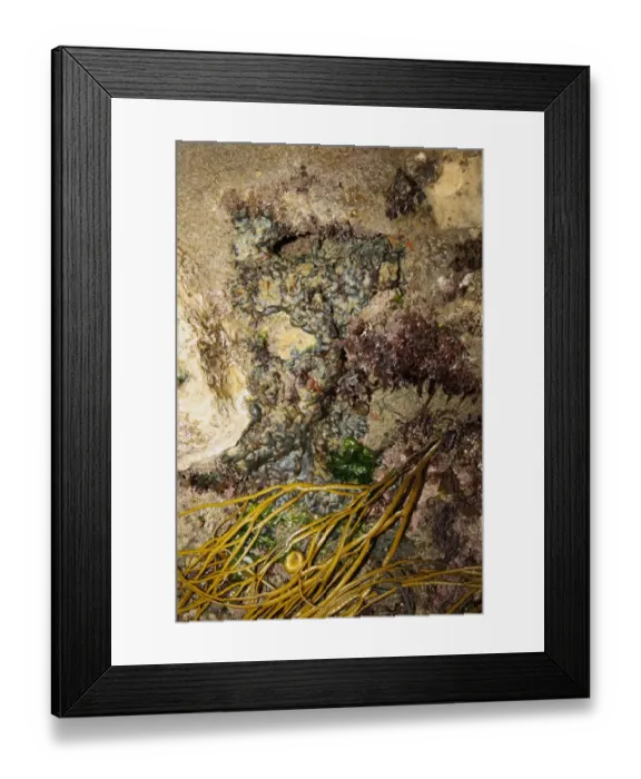 Framed Print : Green Seaweed (Codium adhaerens) encrusting rocks exposed at low tide, Swanage, Dorset, England, april Framed Print : Green Seaweed (Codium adhaerens) encrusting rocks exposed at low tide, Swanage, Dorset, England, april