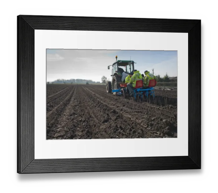 Framed Print : Tree planting, tractor and planting machine with people planting Common Alder (Alnus glutinosa) saplings in field Framed Print : Tree planting, tractor and planting machine with people planting Common Alder (Alnus glutinosa) saplings in field