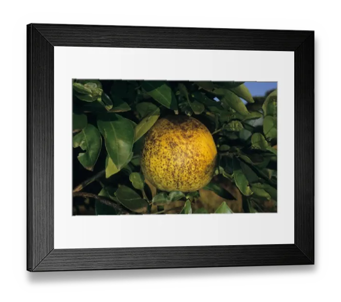 Framed Print : Grapefruit (Citrus x paradisi) fruit, damaged by Citrus Rust Mite (Phyllocoptruta oleivora)