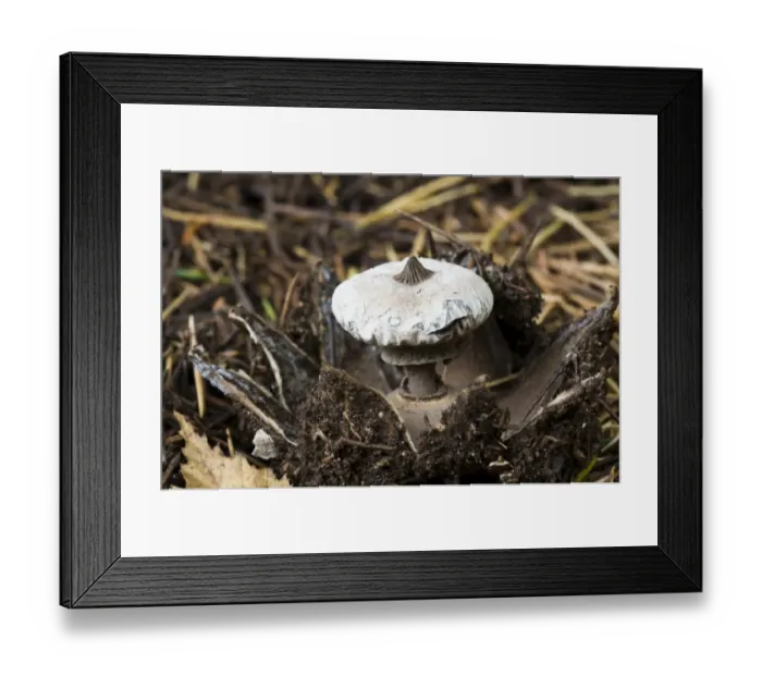 Framed Print : Striate Earthstar (Geastrum striatum) fruiting body, growing in leaf litter under pine trees, Clumber Park