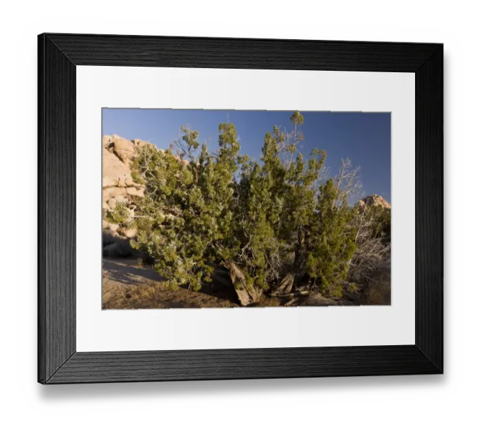 Framed Print : Californian Juniper (Juniperus californica) habit, ancient tree growing in desert, Joshua Tree N. P Framed Print : Californian Juniper (Juniperus californica) habit, ancient tree growing in desert, Joshua Tree N. P