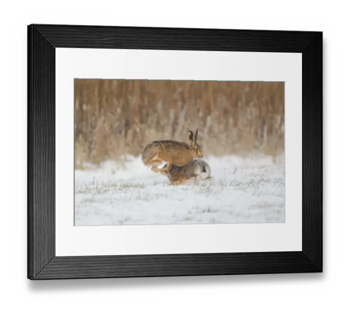 Framed Print : European Hare (Lepus europaeus) adult pair, boxing, female fighting off male in snow covered field, Suffolk, England Framed Print : European Hare (Lepus europaeus) adult pair, boxing, female fighting off male in snow covered field, Suffolk, England