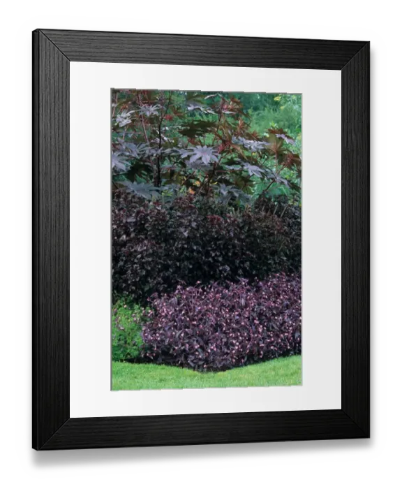 Framed Print : Wandering Jew (Tradescantia pallida) Purple Heart, growing with Perilla (Perilla frutescens) Framed Print : Wandering Jew (Tradescantia pallida) Purple Heart, growing with Perilla (Perilla frutescens)