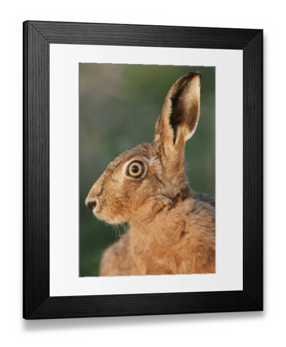 Framed Print : European Hare (Lepus europaeus) adult, close-up of head in evening light, Isle of Sheppey, Kent, England, march Framed Print : European Hare (Lepus europaeus) adult, close-up of head in evening light, Isle of Sheppey, Kent, England, march