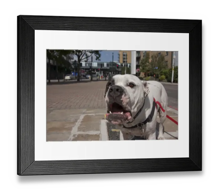 Framed Print : Domestic Dog, Old Tyme Bulldog, adult, close-up of head, barking, standing in city street, London, England, september Framed Print : Domestic Dog, Old Tyme Bulldog, adult, close-up of head, barking, standing in city street, London, England, september