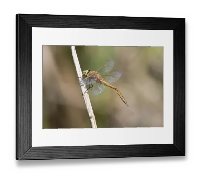 Framed Print : Norfolk Hawker (Aeshna isosceles) adult male, with deformed abdomen caused by meeting obstruction before it hardened Framed Print : Norfolk Hawker (Aeshna isosceles) adult male, with deformed abdomen caused by meeting obstruction before it hardened