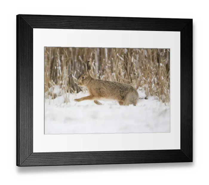 Framed Print : European Hare (Lepus europaeus) adult, running on snow at edge of reedbed, Suffolk, England, february Framed Print : European Hare (Lepus europaeus) adult, running on snow at edge of reedbed, Suffolk, England, february