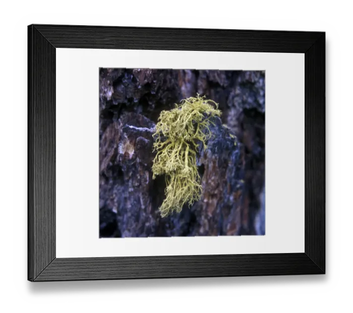 Framed Print : Sulphur Lichen Framed Print : Sulphur Lichen