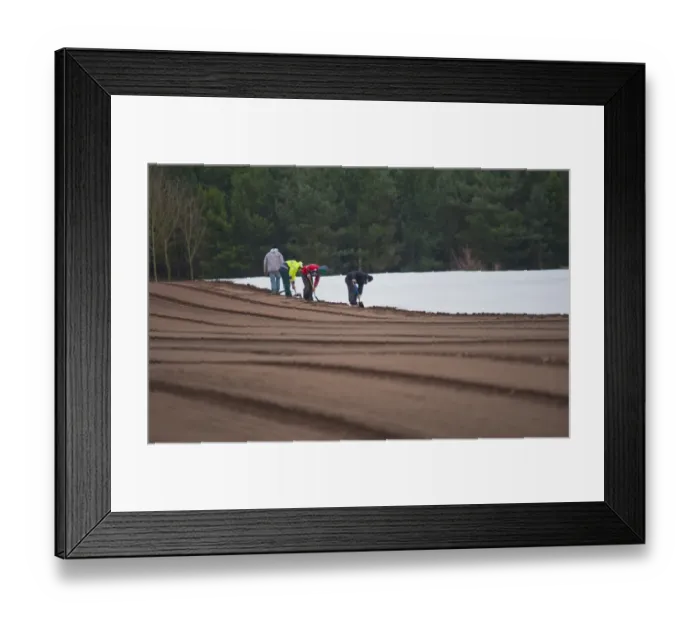 Framed Print : Lettuce (Lactuca sativa) crop, workers covering edge of plastic cover in field, near Newport, Shropshire, England Framed Print : Lettuce (Lactuca sativa) crop, workers covering edge of plastic cover in field, near Newport, Shropshire, England