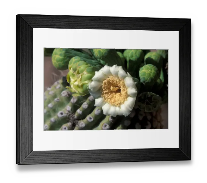 Framed Print : Cacti - Saguaro (Carnegiea gigantea) Close up of flower Framed Print : Cacti - Saguaro (Carnegiea gigantea) Close up of flower