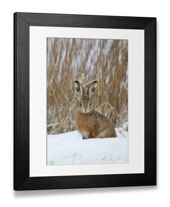 Framed Print : European Hare (Lepus europaeus) adult, sitting in snow at edge of reedbed, Suffolk, England, february Framed Print : European Hare (Lepus europaeus) adult, sitting in snow at edge of reedbed, Suffolk, England, february