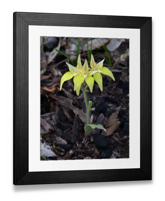Framed Print : Cowslip Orchid (Caladenia flava subsp. flava) flowering, Western Australia, Australia Framed Print : Cowslip Orchid (Caladenia flava subsp. flava) flowering, Western Australia, Australia