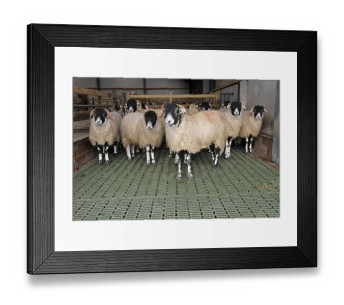 Framed Print : Domestic Sheep, Swaledale wether lambs, standing in building with slatted floor to keep them clean, England, november Framed Print : Domestic Sheep, Swaledale wether lambs, standing in building with slatted floor to keep them clean, England, november