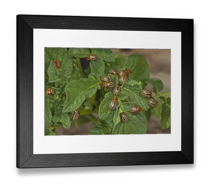 Framed Print : Colorado Potato Beetle (Leptinotarsa decemlineata) introduced pest species, adults, group on potato plant Framed Print : Colorado Potato Beetle (Leptinotarsa decemlineata) introduced pest species, adults, group on potato plant