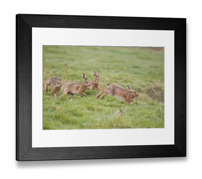 Framed Print : European Hare (Lepus europaeus) four adults, running, three males chasing one female in field, Suffolk, England, march Framed Print : European Hare (Lepus europaeus) four adults, running, three males chasing one female in field, Suffolk, England, march