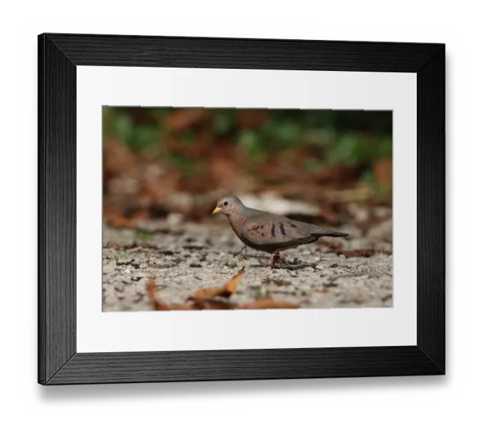 Framed Print : Common Ground-dove (Columbina passerina jamaicensis) adult male, walking on road, Port Antonio, Jamaica, march Framed Print : Common Ground-dove (Columbina passerina jamaicensis) adult male, walking on road, Port Antonio, Jamaica, march