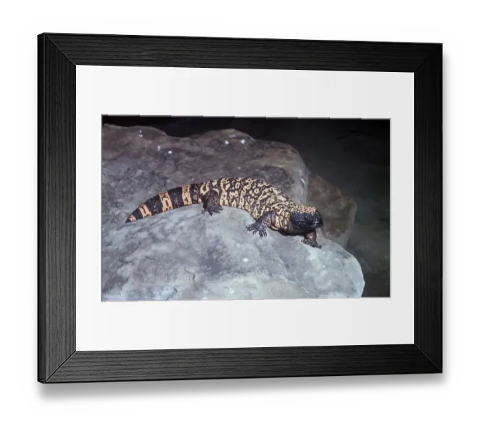 Framed Print : Gila Monster Lizard (Heloderma suspectum) On rock (S) Framed Print : Gila Monster Lizard (Heloderma suspectum) On rock (S)