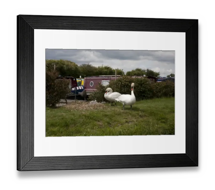 Framed Print : Mute Swan (Cygnus olor) adult pair with cygnets, at nest beside narrowboats on canal, Oxford Canal, Oxfordshire Framed Print : Mute Swan (Cygnus olor) adult pair with cygnets, at nest beside narrowboats on canal, Oxford Canal, Oxfordshire