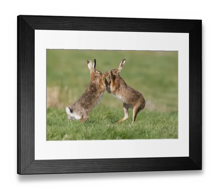 Framed Print : European Hare (Lepus europaeus) adult pair, boxing, female fighting off male in field, Suffolk, England, march Framed Print : European Hare (Lepus europaeus) adult pair, boxing, female fighting off male in field, Suffolk, England, march
