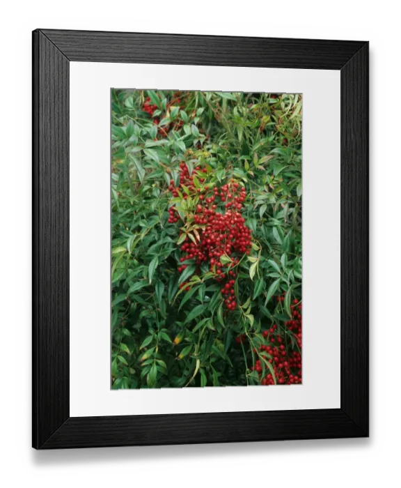 Framed Print : Heavenly Bamboo (Nandina domestica) close-up of berries and leaves, in garden, U. S. A