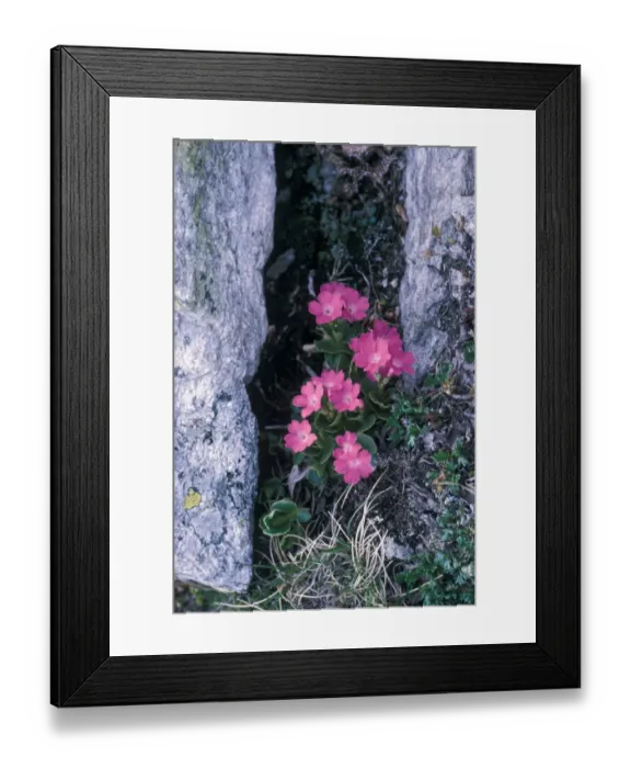 Framed Print : Red alpine Primrose, Primula hirsuta Framed Print : Red alpine Primrose, Primula hirsuta