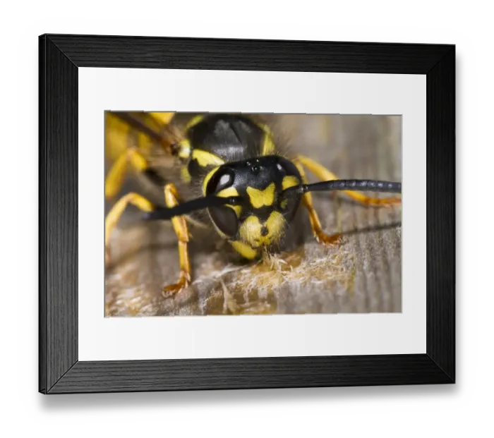 Framed Print : German Wasp (Vespula germanica) adult, close-up of head, chewing wood from boardwalk to make paper for nest