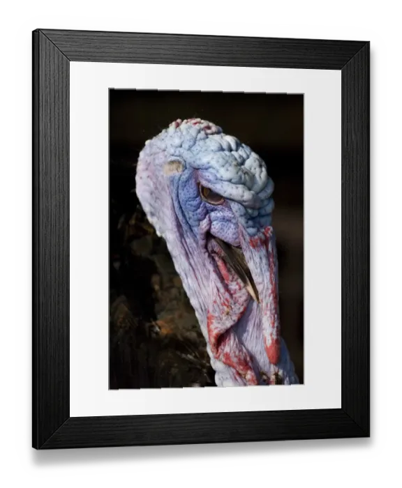 Framed Print : Domestic Turkey, adult male, close-up of head, England, march Framed Print : Domestic Turkey, adult male, close-up of head, England, march